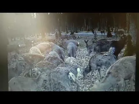Камери «спіймали» у волинському лісі оленів, кабанів та червонокнижних журавлів (фото, відео)