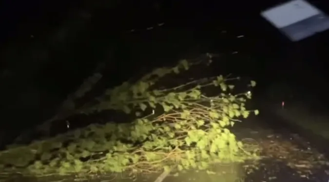 Уночі сильний вітер повалив дерева на трасі Луцьк-Львів (відео)