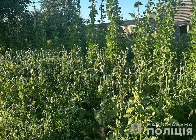Жінка виростила цілу плантацію заборонених рослин на городі в Луцькому районі (фото)