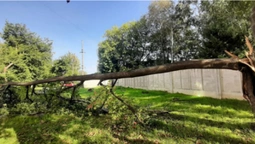 У Луцьку в дворі багатоповерхівки раптово впало дерево (фото)