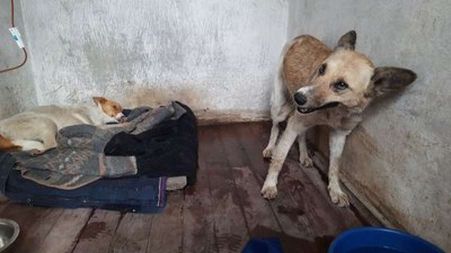 Врятовані у селі Любитів собаки нині отримують лікування
