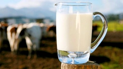 На Волині впорядкували ціни на молоко 