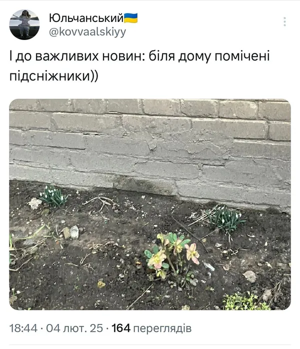 У Луцьку серед аномально теплої зими розквітли підсніжники (фото)