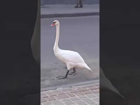 У центрі Рожища гуляв упертий лебідь (відео)