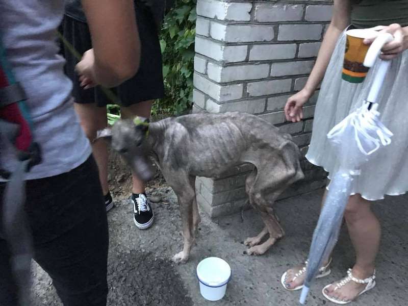 Облисілий, в блохах та худющий: у Луцьку волонтери врятували пса від «господаря» (ФОТО)
