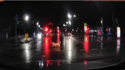 Луцькі песики переходять дорогу на зелене (відео)