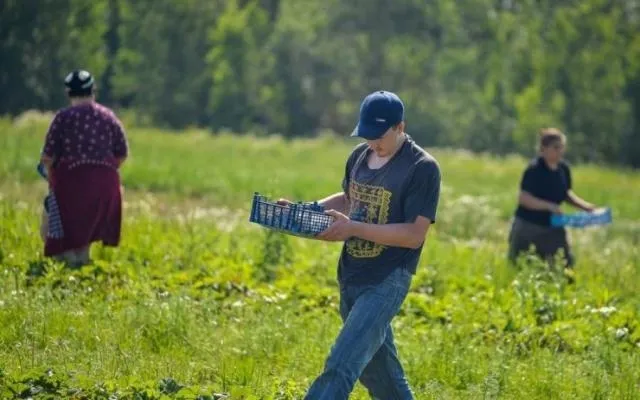 Українські заробітчани передають з Польщі мільярди доларів 
