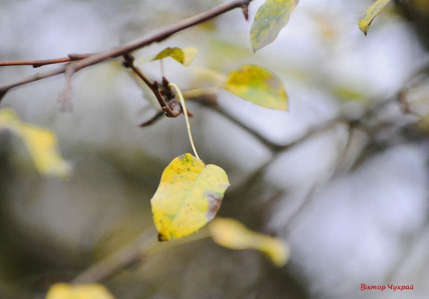 Луцький фотохудожник показав яскраву пізню осінь (фото)