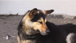 На Волині на зупинці пес тиждень чекає свого господаря (відео)