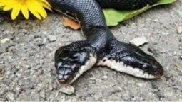 Прооперували унікальну двоголову змію (фото)