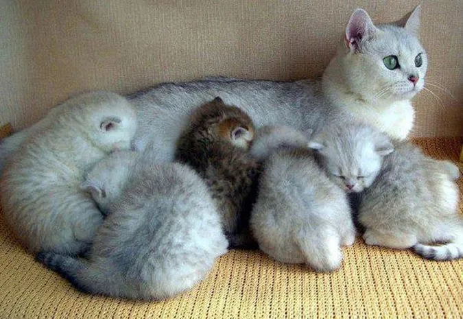 Чи важко мами-кішки переживають розлуку зі своїми малятами