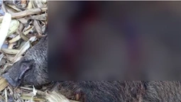 На Волині браконьєри вбили трьох диких кабанів (фото 18+)