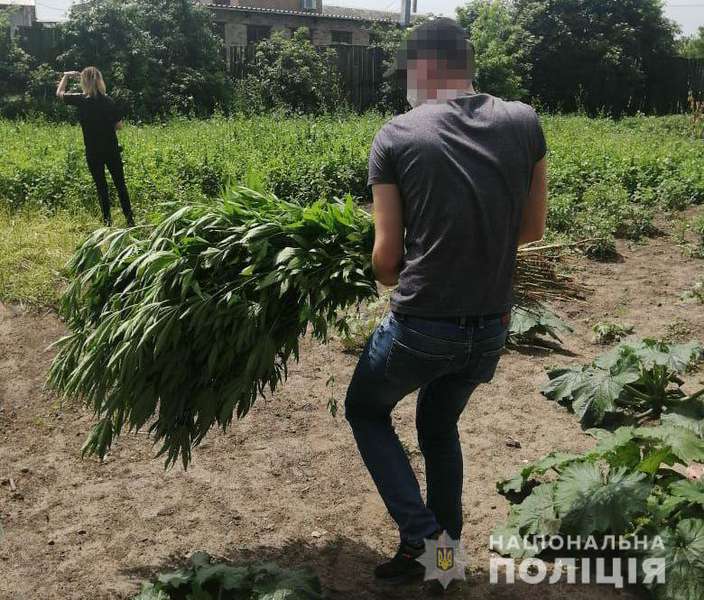 У Луцькому районі жінка на городі вирощувала коноплі (фото)