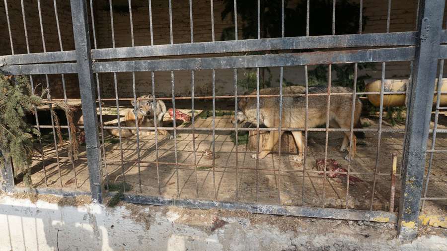 Він помер у кінці лютого: історія лева Ніка із Луцького зоопарку (фото)