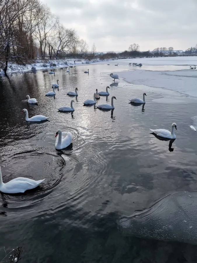 На ставку у Баєві плаває понад два десятки лебедів (фото)