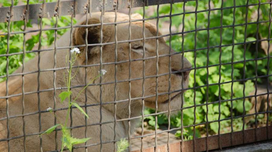 В Одесі харківські леви вперше вийшли на публіку після евакуації (фото)
