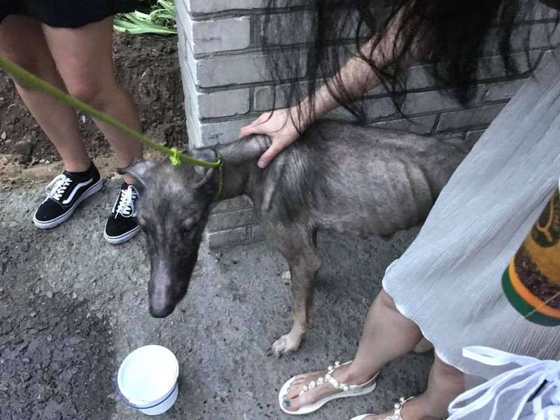 Облисілий, в блохах та худющий: у Луцьку волонтери врятували пса від «господаря» (ФОТО)