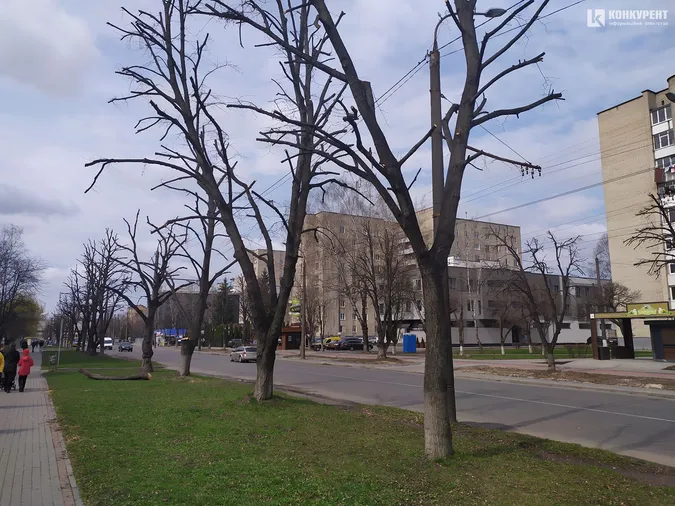 У Луцьку на Молоді кронували дерева (фото)