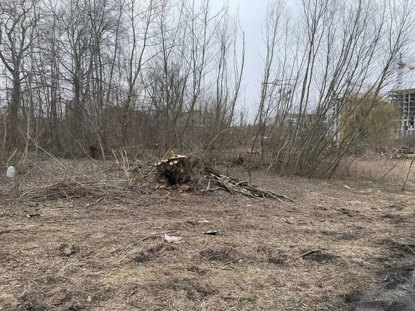 У Луцьку на Набережній дерева зрізали до оголошення тендеру (фото)