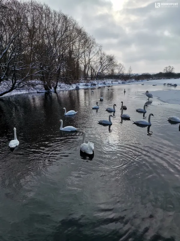 На ставку у Баєві плаває понад два десятки лебедів (фото)