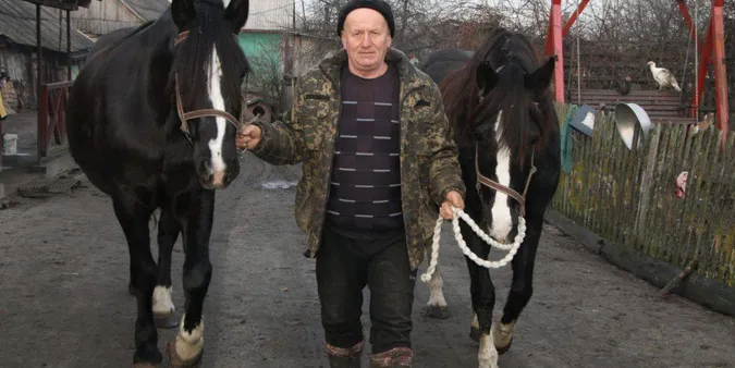 Сім білих «шкарпеток» на двох: у селі на Волині господар доглядає рідкісних кобил-близнючок