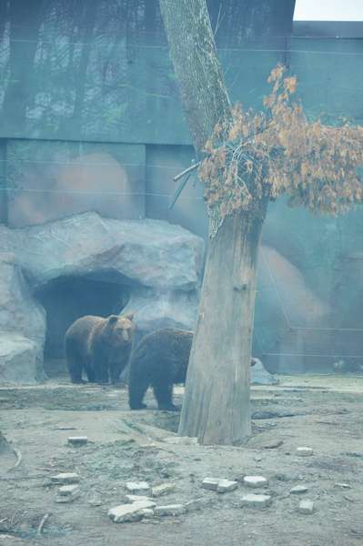 Як «Луцький зоопарк» готується до зими (фото)