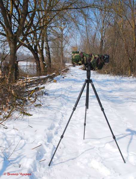 Останній сніг і пернаті «мавки»: ранкові світлини від луцького фотохудожника 