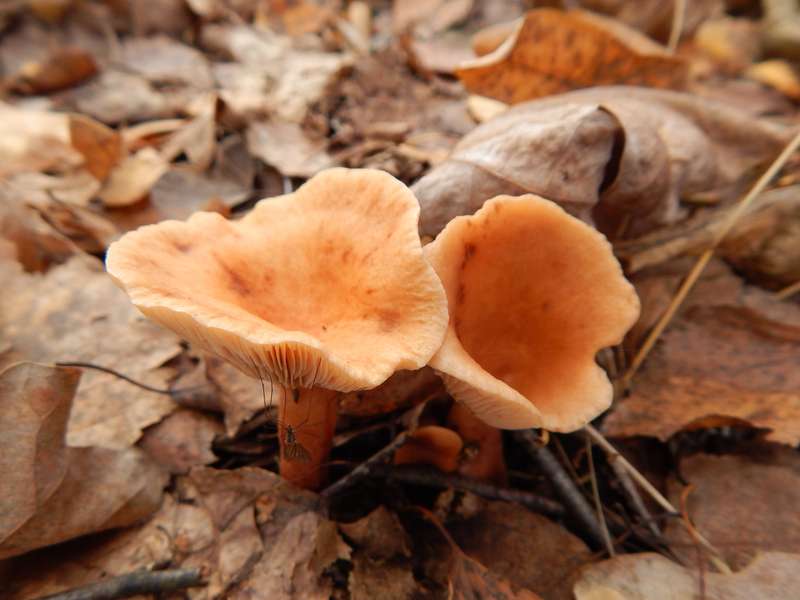 Які гриби можна побачити у нацпарку на волинському Поліссі (фото)