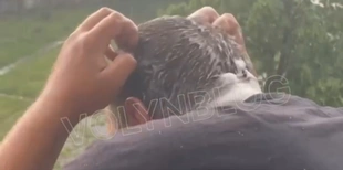 У гуртожитку Луцького НТУ під час дощу студенти миють голову (відео)