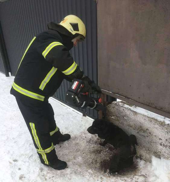Волинськи рятувальники звільнили з пастки собаку (фото)