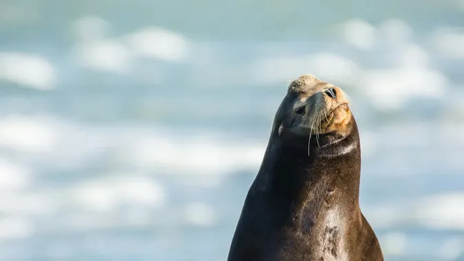 В Мексиці турист випив і хотів побитись з морським левом