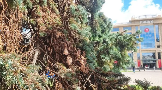 У Луцьку зріжуть 17 ялинок: де саме