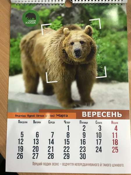 Рік тигра: «Луцький зоопарк» випустив календар на 2022 рік (фото)