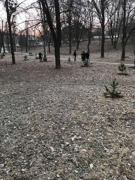 У Нововолинську молодиків, які знищили сосну в парку, змусили посадити 15 таких самих
