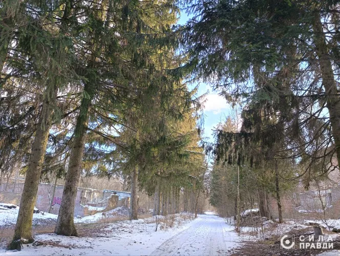 Ялинки на території військової частини