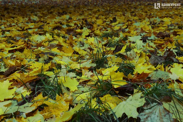 Лячно, кольорово, тихо: осінь у парку 900-річчя Луцька (ФОТО)