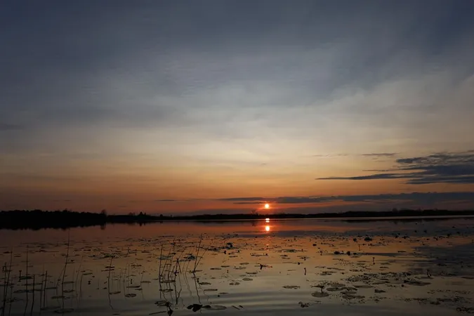 Рідкісні рослини знайшли у незвичному місці на Волині (фото)