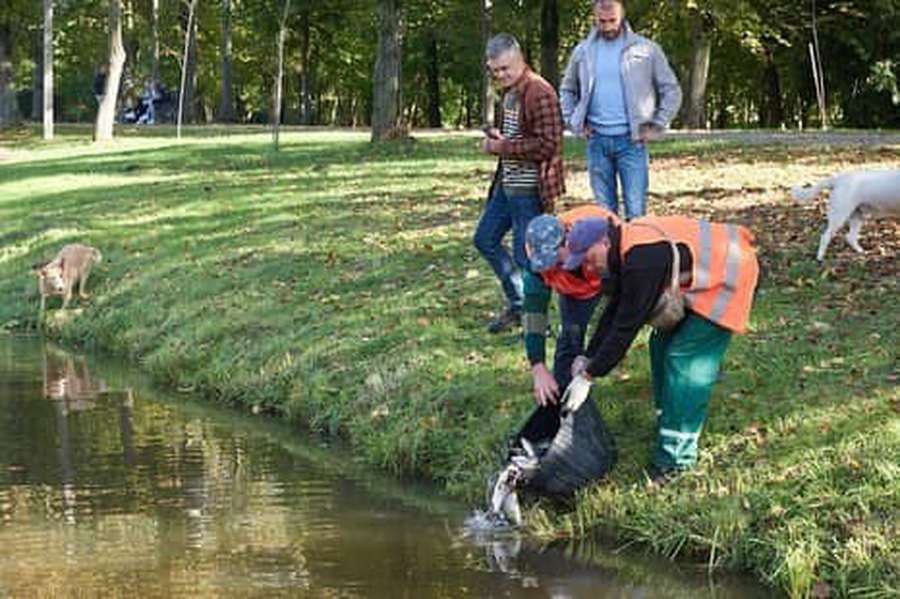 У Луцьку в канали центрального парку запустили 240 кілограмів малька коропа (фото)