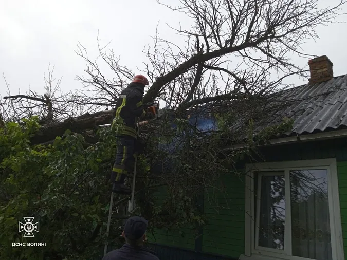 На Волині здоровенне дерево впало на дах будинку (фото)