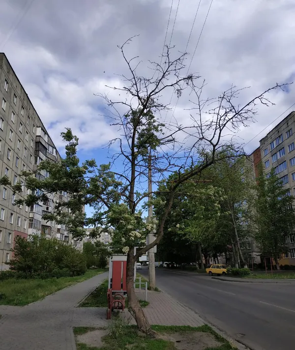 У Луцьку просять обрізати напівсуху горобину (фото)