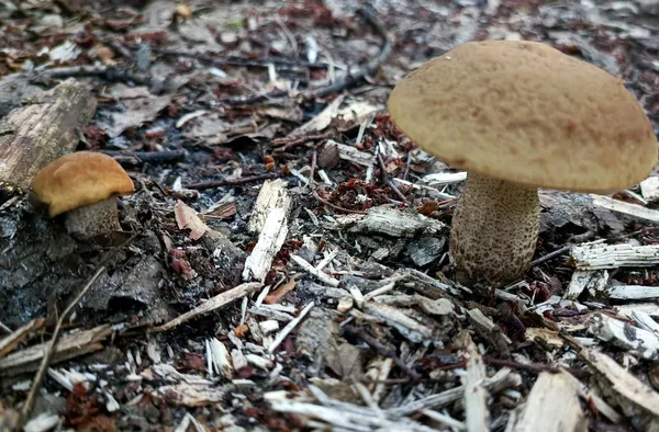 Бабки, решетняки, боровики: у Цуманському лісі збирають гриби міні (фото)