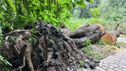 У луцькому ботанічному саду на Шопена падають дерева (фото)