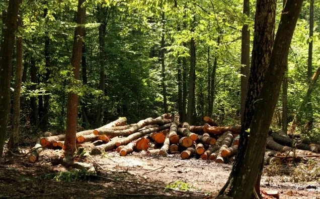 У Горохівському лісництві незаконно вирубали майже півтисячі дерев