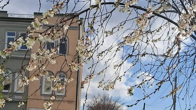 Несподіване осіннє диво: у Луцьку в листопаді зацвіли сакури (фото)