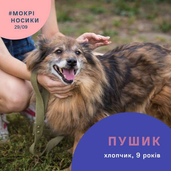 Безпритульні собаки у всій красі: показали учасників  фестивалю «Мокрі носики» (фото)