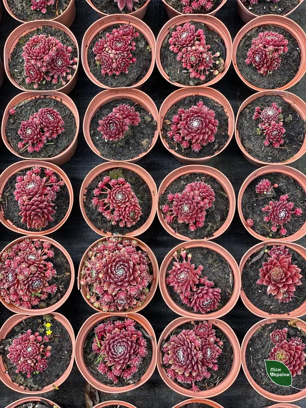 У розсаднику в Луцькому районі вирощують понад 180 видів декоративних рослин (фото)