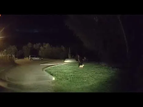 В Луцьку біля будинку Голованя завівся хижий звір (відео)