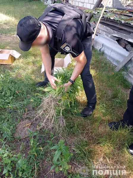 На городі у волинянина знайшли понад 150 рослин коноплі (фото)
