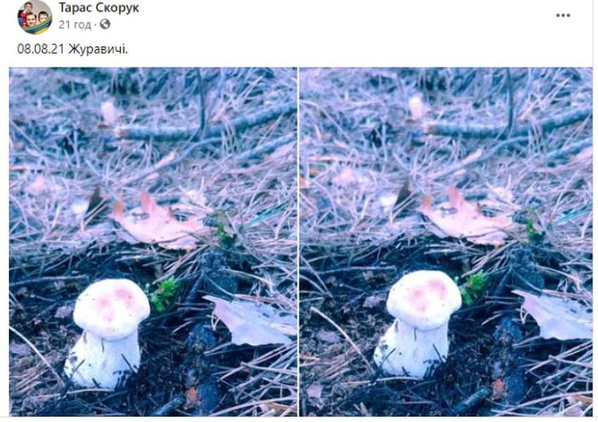 Почали рости білі: на Волині відкрито сезон грибів