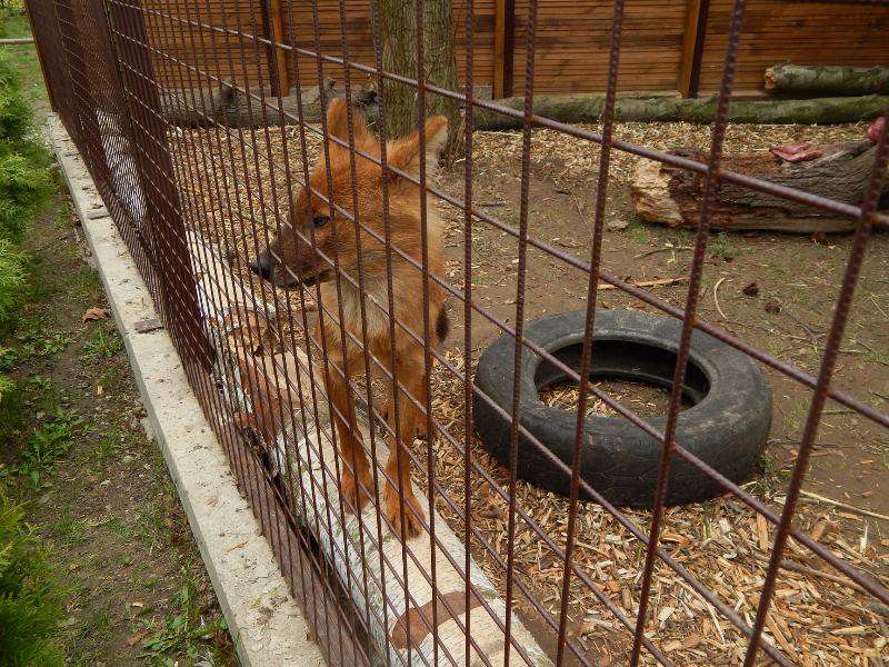 У Луцькому зоопарку оселилися рідкісні червоні вовки (фото)
